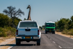 Giraffe driving jeep, Botswana